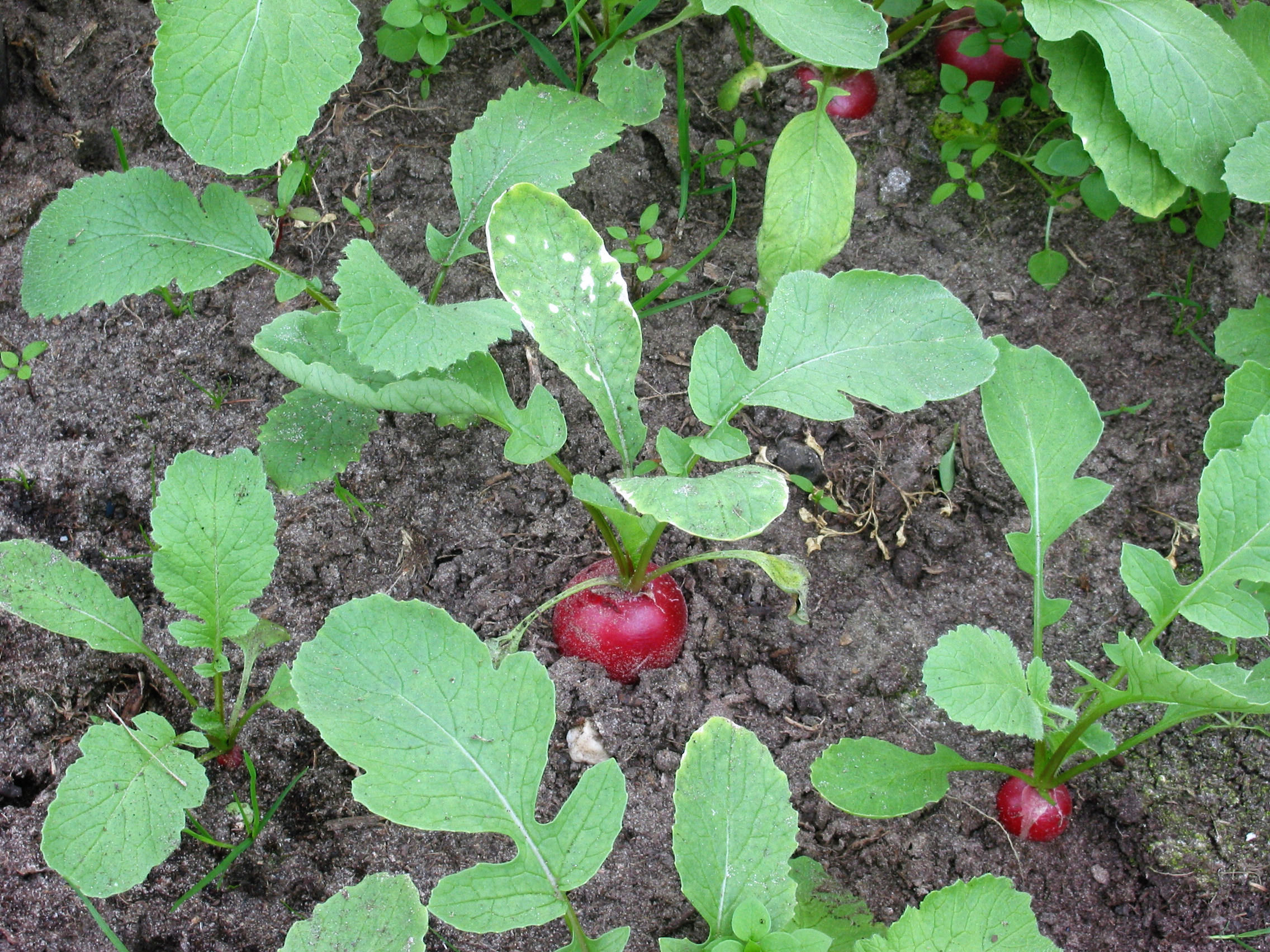 Radishes Radishes