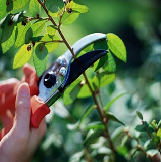 Pruning Tips