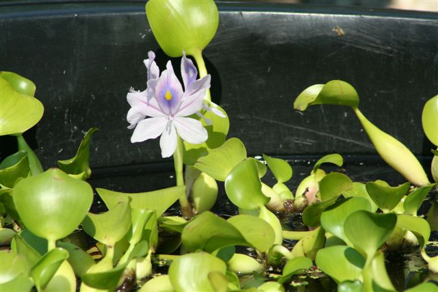 Garden pond supplies Asheville | Garden pond supplies Hendersonville Garden pond supplies Asheville | Garden pond supplies Hendersonville